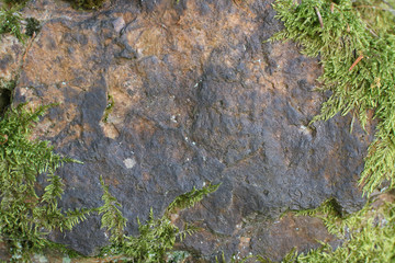 Green moss and stone in the forest background. Copy space