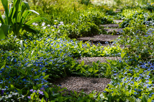 The path in the shady garden in the spring. Blooming omphalodes verna. Blue flowers of omphalodes verna in the spring garden.