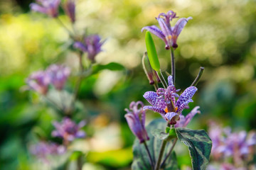 Obraz premium Toad lily (Tricyrtis hirta). Known also as Hairy toad lily. Another scientific name is Tricyrtis japonica.