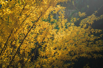 Golden Bell, Border Forsythia (Forsythia x intermedia, europaea) blooming in spring garden bush