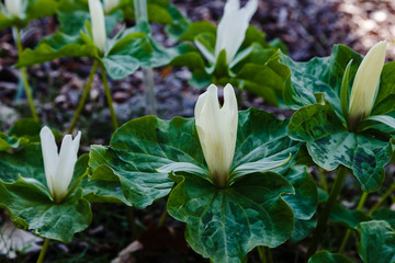 Trillium flower in spring garden, Trillium sessile, sort Snow Queen