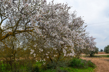 Almendros en flor 