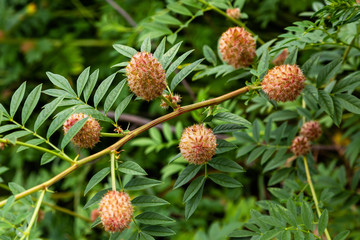 The ripening seeds of Glycyrrhiza echinata L., the liquorice plant. Medicinal plant in nature.