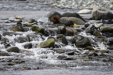 Stones on the riverbed / Background material of the natural scene.
