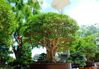 PUTRAJAYA, MALAYSIA -MAY 30, 2016: Bonsai tree display for public at the Royal Floria Putrajaya 2016 in Putrajaya, Malaysia.
