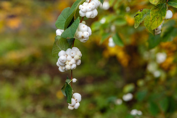 The Fruits of the snow berries (symphoricarpos albus) in the autumn garden