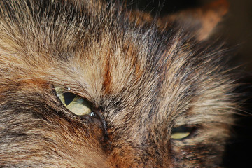Portrait of a ginger long hair cat close-up.