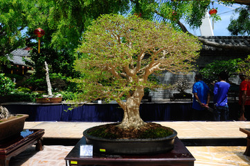 PUTRAJAYA, MALAYSIA -MAY 30, 2016: Bonsai tree display for public at the Royal Floria Putrajaya...
