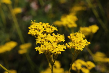 "Yellow Patrinia" flowers (or Scabious-leaved Patrinia, Scabiosen Goldbaldrian) in St. Gallen, Switzerland. Its Latin name is Patrinia Scabiosifolia, native to Eastern Asia.