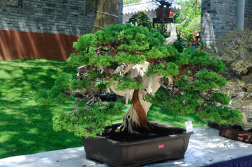 PUTRAJAYA, MALAYSIA -MAY 30, 2016: Bonsai tree display for public at the Royal Floria Putrajaya...