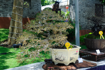 PUTRAJAYA, MALAYSIA -MAY 30, 2016: Bonsai tree display for public at the Royal Floria Putrajaya...