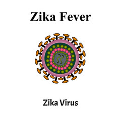 Zika virus structure. Zika virus infection. Sexually transmitted diseases. Infographics. Vector illustration on isolated background.