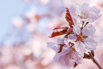 Cherry Blossom or Sakura flower on nature background. Spring Floral background