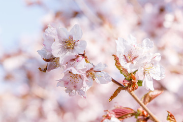 Cherry Blossom or Sakura flower on nature background. Spring Floral background