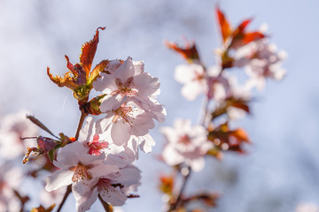 Cherry Blossom or Sakura flower on nature background. Spring Floral background