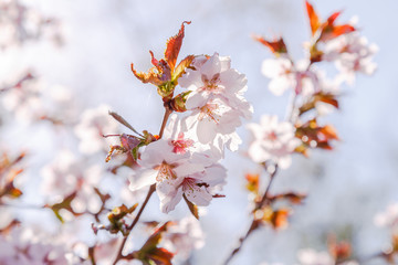 Fototapeta premium Cherry Blossom or Sakura flower on nature background. Spring Floral background