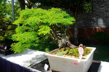 Bonsai tree display for public during Royal Floria Putrajaya 2016 in Putrajaya, Malaysia.