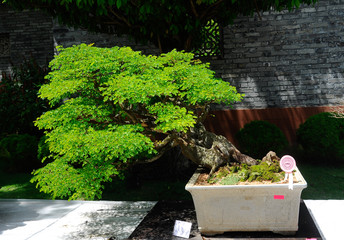 Bonsai tree display for public during Royal Floria Putrajaya 2016 in Putrajaya, Malaysia.