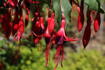 "Brazilian Climbing Fuchsia" flowers (or Lady's Eardrops, Royal Fuchsia) in St. Gallen, Switzerland. Its Latin name is Fuchsia Regia Reitzii (Syn Fuchsia Pyrifolia), native to Brazil. © RukiMedia