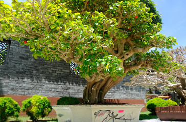 Bonsai tree display for public during Royal Floria Putrajaya 2016 in Putrajaya, Malaysia.