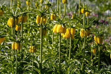 Crown Imperial (Fritillaria imperialis) in garden. Yellow flowers Fritillaria Imperial in spring season