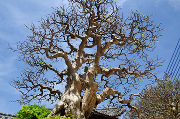 Bonsai tree display for public during Royal Floria Putrajaya 2016 in Putrajaya, Malaysia.