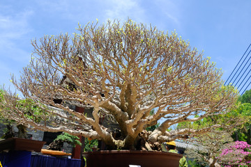 Bonsai tree display for public during Royal Floria Putrajaya 2016 in Putrajaya, Malaysia.