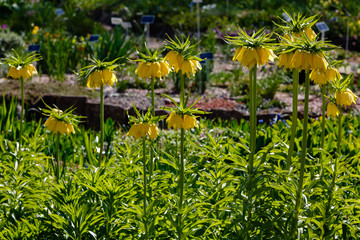 Crown Imperial (Fritillaria imperialis) in garden. Yellow flowers Fritillaria Imperial in spring season