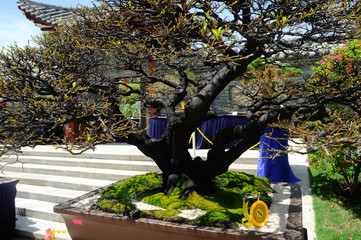 Bonsai tree display for public during Royal Floria Putrajaya 2016 in Putrajaya, Malaysia.