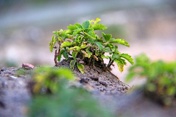 Nature