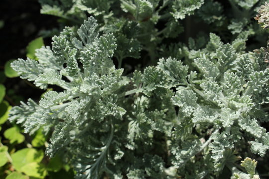 "Silver Mugwort" plant leaves in St. Gallen, Switzerland. Its Latin name is Tanacetum Argenteum (Syn Chrysanthemum Argenteum), native to Minor Asia.