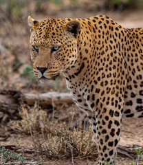 regard de léopard