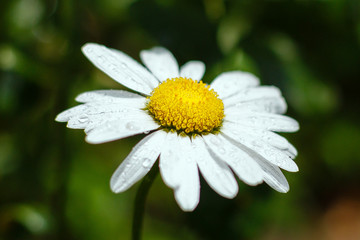 Flower of Chamomile or daisy in garden. A beautiful scene of nature with blooming Chamomile. Summer floral background. Daisy background.
