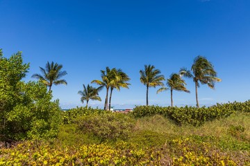 Fototapeta na wymiar Gorgeous tropical landscape view. Green palm trees and plants on coast line on blue sky background Miami south beach. Gorgeous nature landscape background.