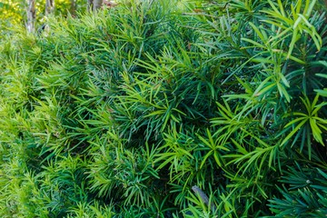 Close up view of beautiful tropical plant with green leaves. Natural green backgrounds.