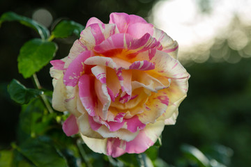 Beautiful roses close up in the garden on a natural background