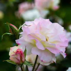 Beautiful roses close up in the garden on a natural background