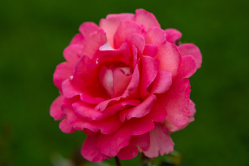 Beautiful roses close up in the garden on a natural background