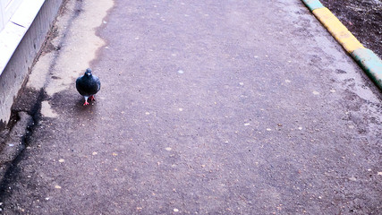 pigeon on the pavement on the street