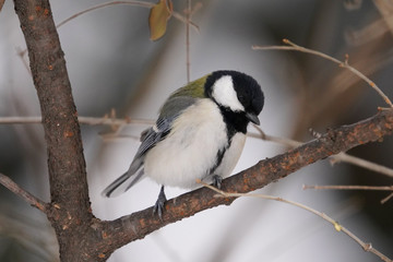 シジュウカラ