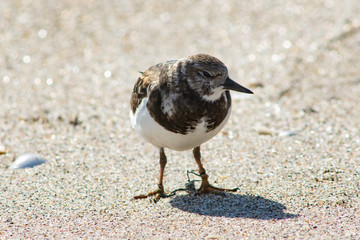 A ruddy turnstone entangled in discarded fishing line with apparent leg damage