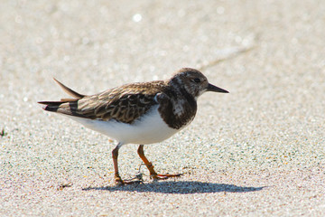 A ruddy turnstone entangled in discarded fishing line with apparent leg damage
