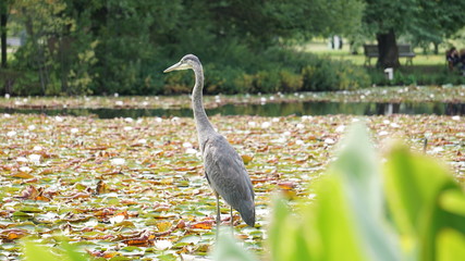 great blue heron 