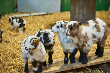Four Adorable Pygmy Goat Kids