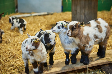 Four adorable pygmy goat kids standing together on a wooden plank.
