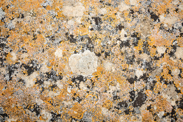 background of colorful crustose Lichen growing on a stone surface