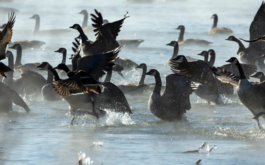  flock of Canadian geese leaving in the morning from a foggy lake Michigan © Denny