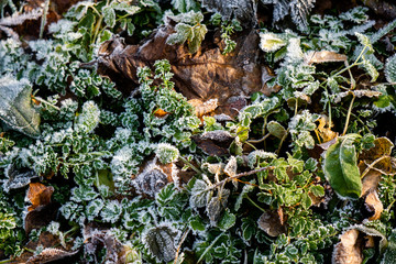 Frozen grass and dry leaves background