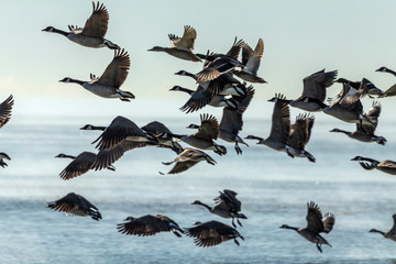  flock of Canadian geese leaving in the morning from a foggy lake Michigan
