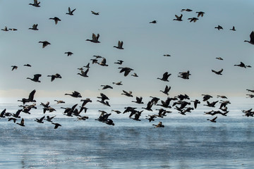 Geese. Flock of Canadian geese and mallard ducks landing on lake Michigan when returning from the...